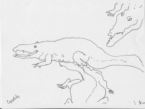 Crocodiles